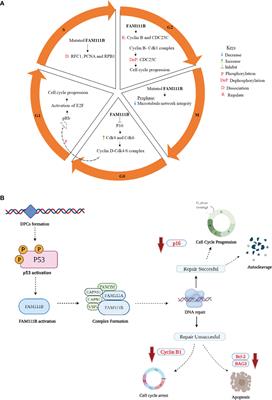 Proposed Cellular Function of the Human FAM111B Protein and Dysregulation in Fibrosis and Cancer